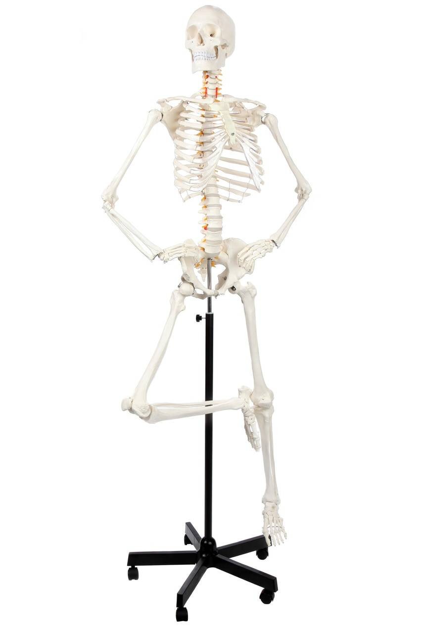 Axis Scientific Classic Human Skeleton with Study and Numbering Guide Model Ready to Go