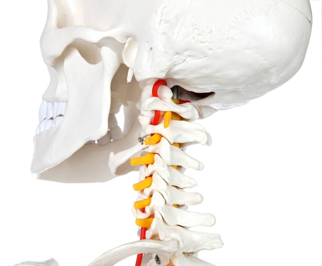 Axis Scientific Classic Human Skeleton with Study and Numbering Guide Closeup of neck and bottom portion of skull