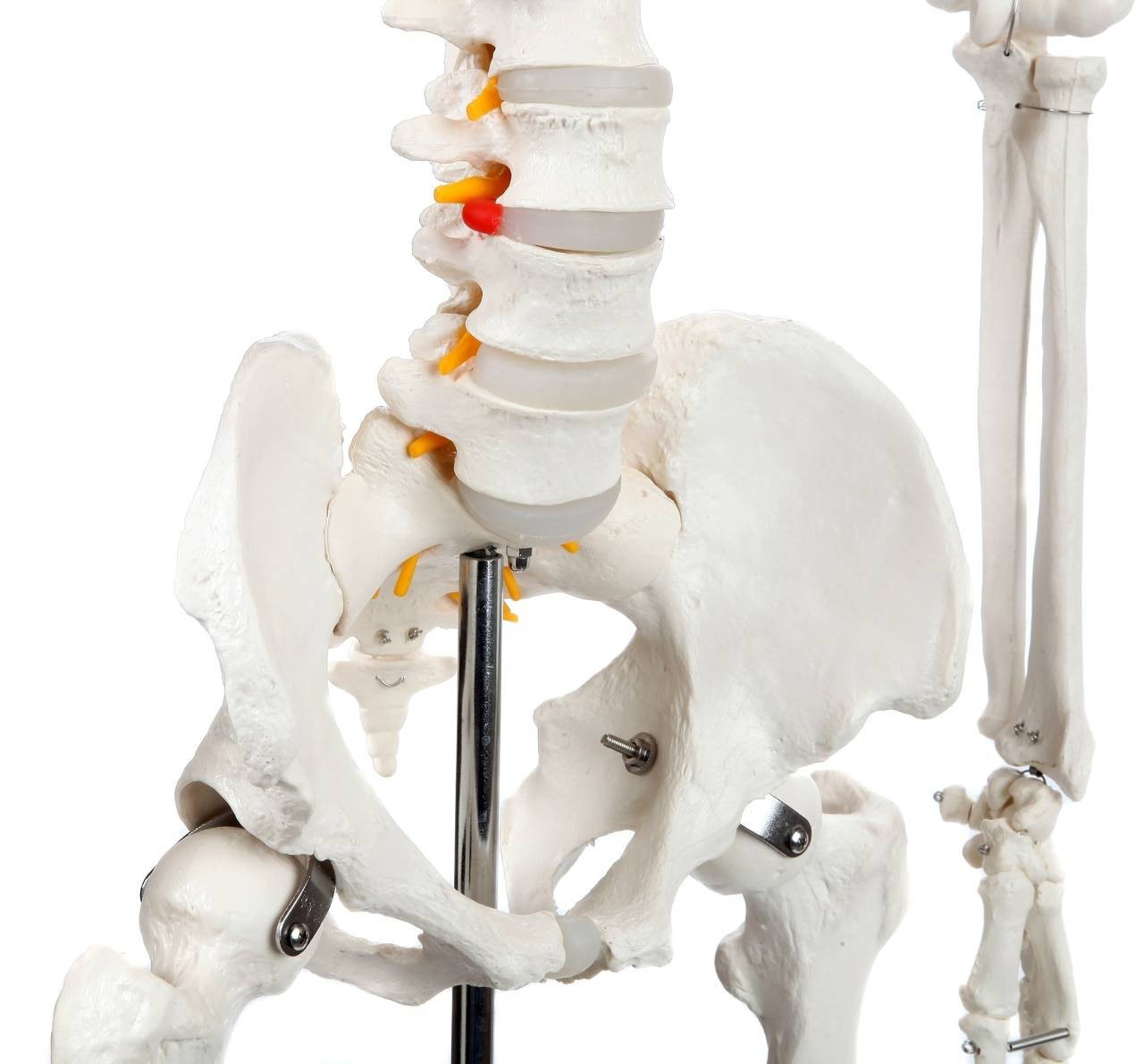 Axis Scientific Classic Human Skeleton with Study and Numbering Guide Closeup of Middle