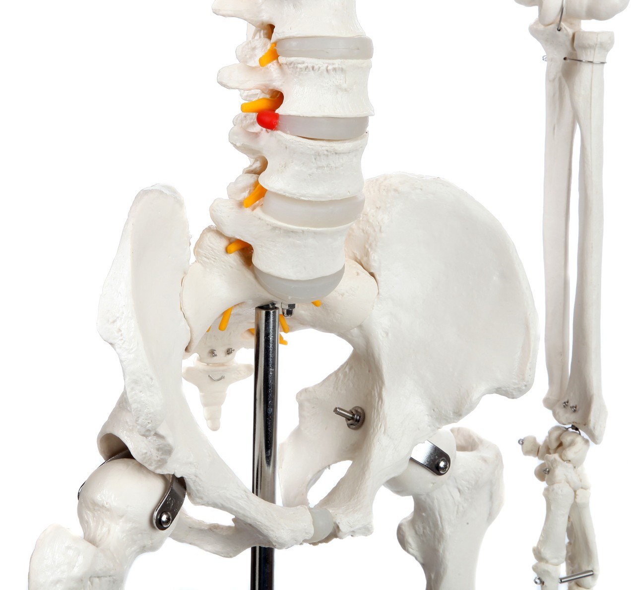 Axis Scientific Classic Human Skeleton with Study and Numbering Guide