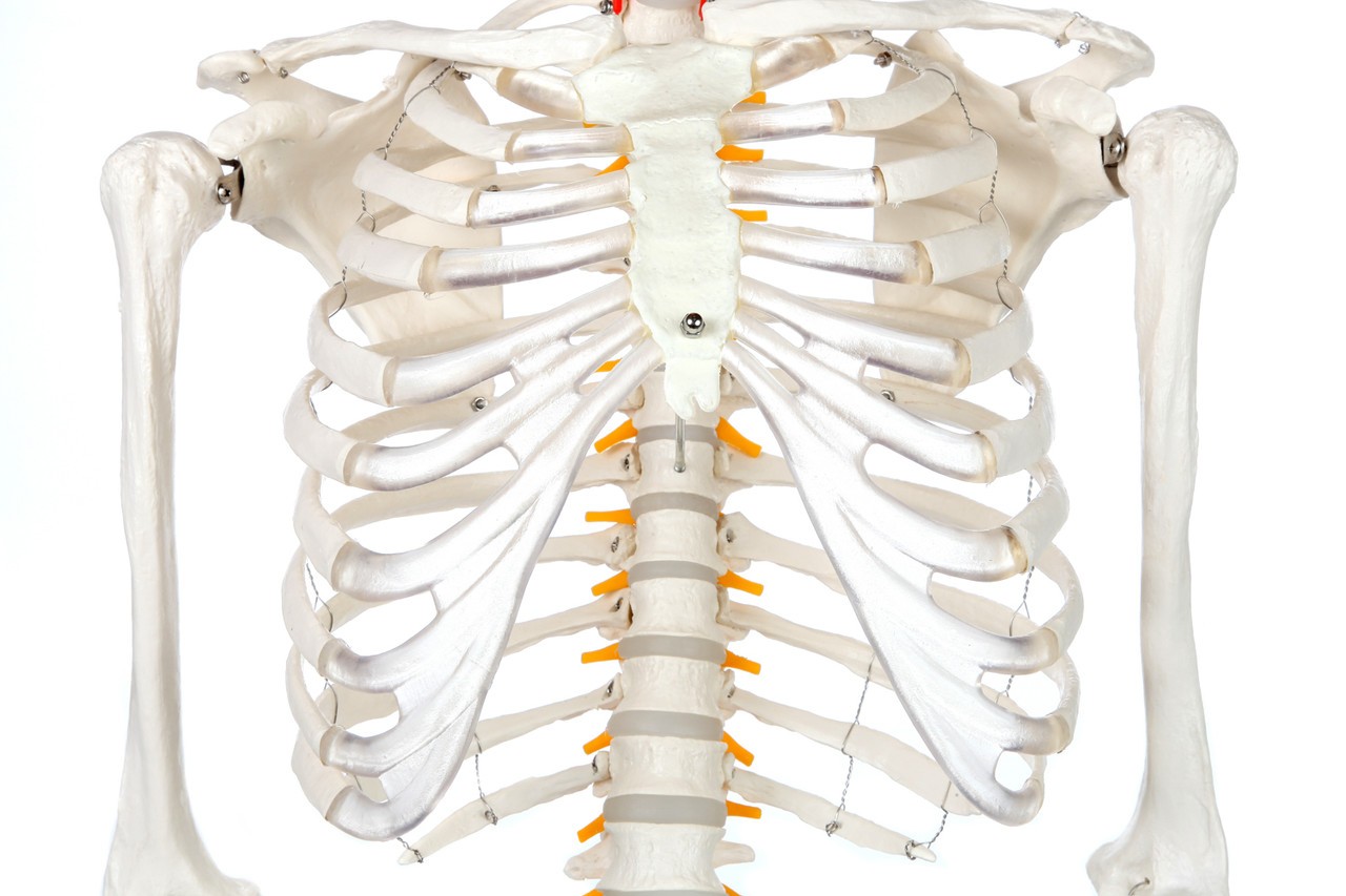 Axis Scientific Classic Human Skeleton with Study and Numbering Guide