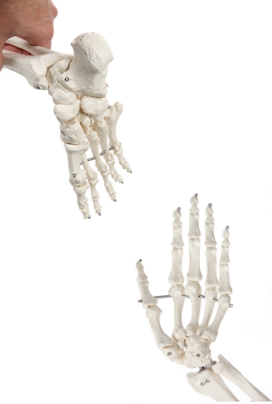 Axis Scientific Classic Human Skeleton with Study and Numbering Guide