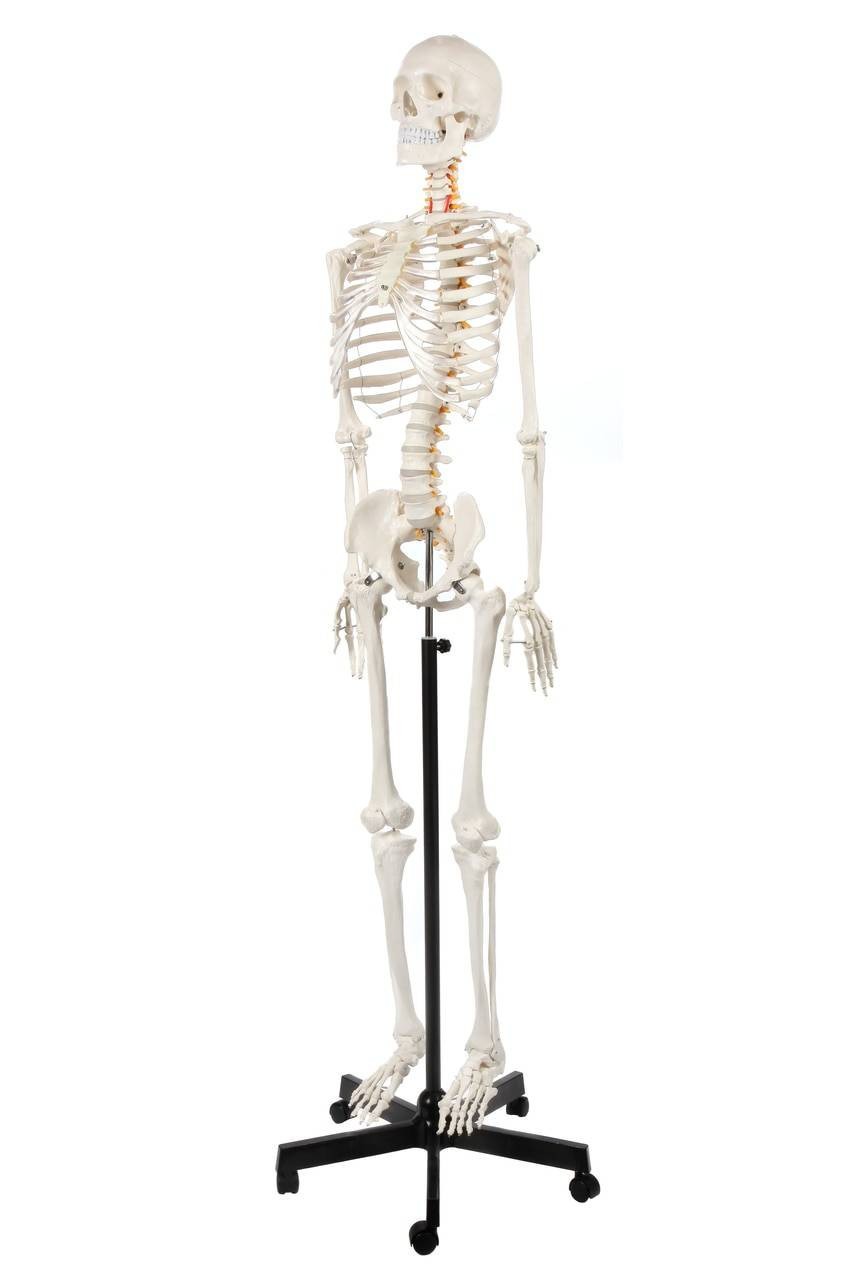 Axis Scientific Classic Human Skeleton with Study and Numbering Guide Side Rear View