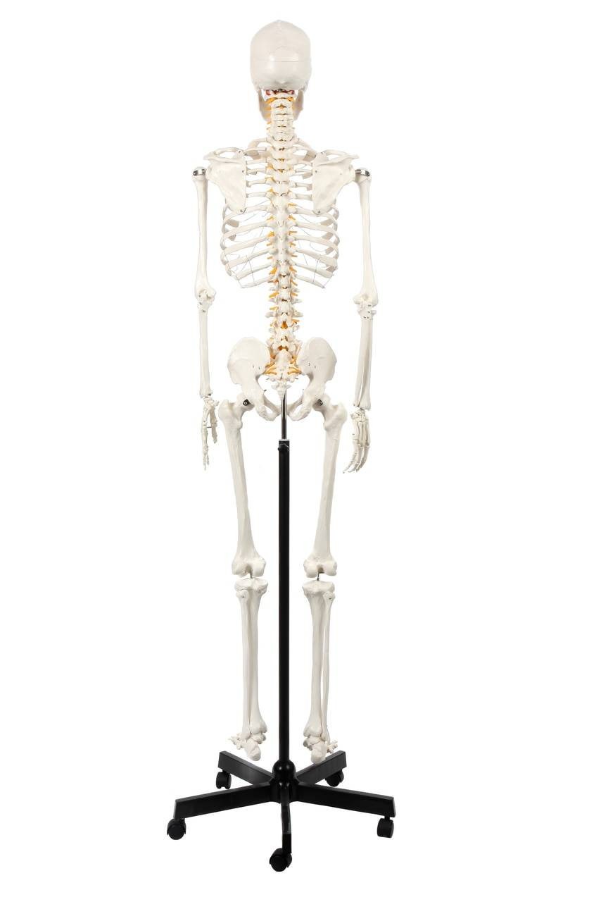 Axis Scientific Classic Human Skeleton with Study and Numbering Guide Rear View