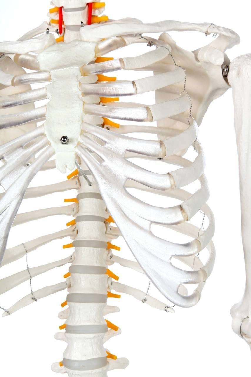 Axis Scientific Classic Human Skeleton with Study and Numbering Guide Closeup of Ribcage