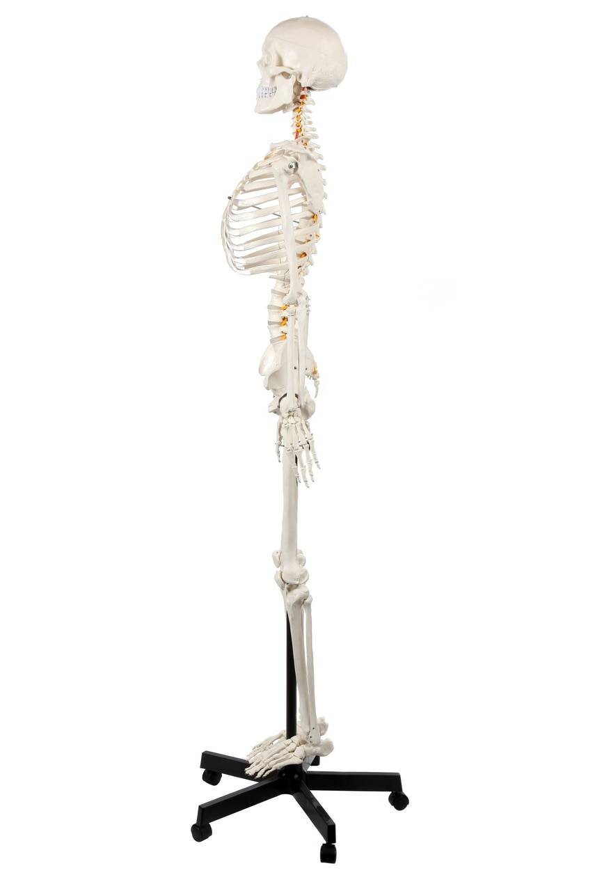 Axis Scientific Classic Human Skeleton with Study and Numbering Guide Right Side View