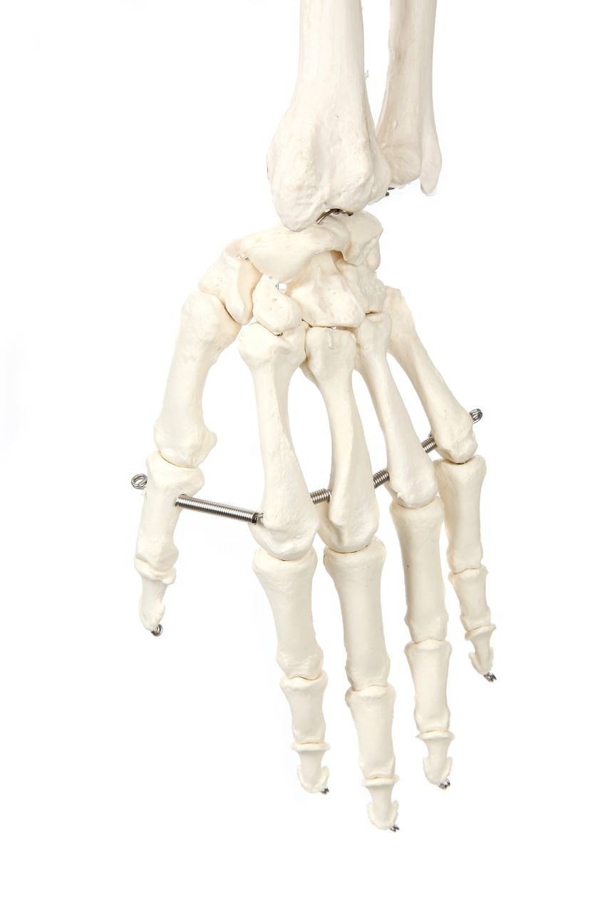 Axis Scientific Classic Human Skeleton with Study and Numbering Guide Closeup of hand