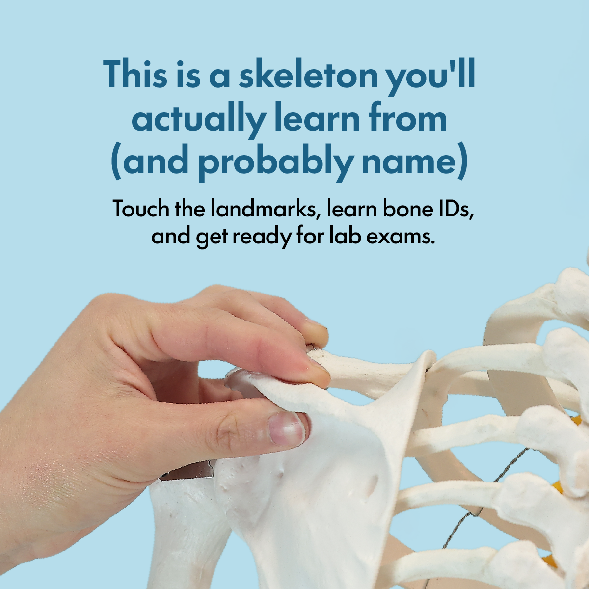 Axis Scientific Classic Human Skeleton with Study and Numbering Guide Model
