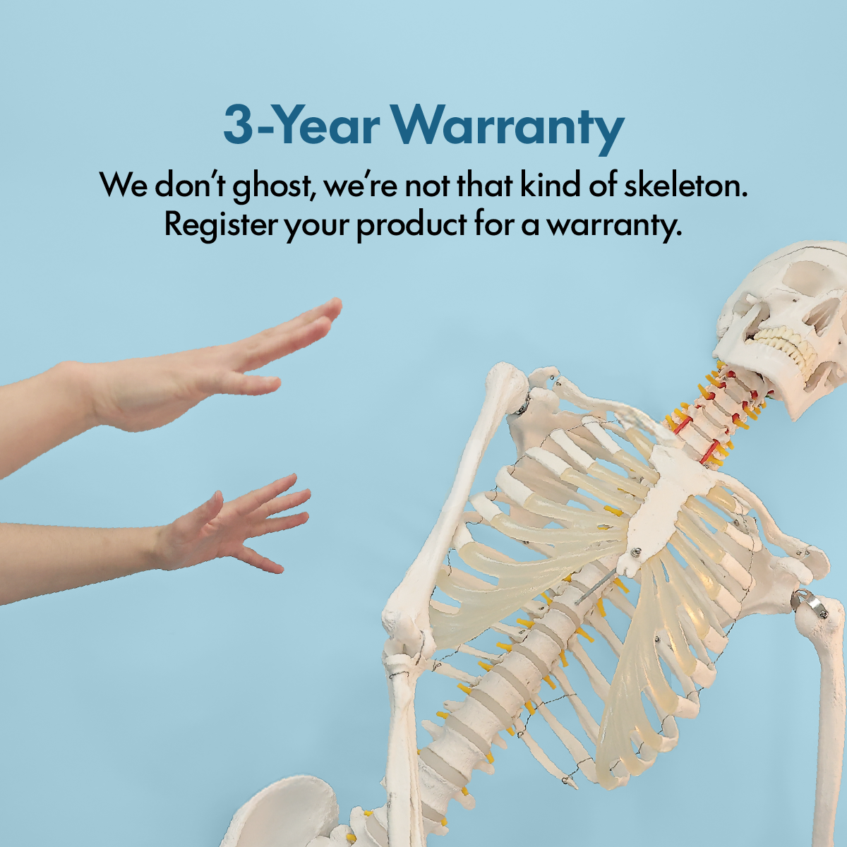 Axis Scientific Classic Human Skeleton with Study and Numbering Guide Model