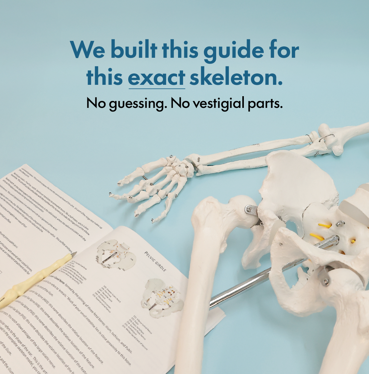 Axis Scientific Classic Human Skeleton with Study and Numbering Guide Model