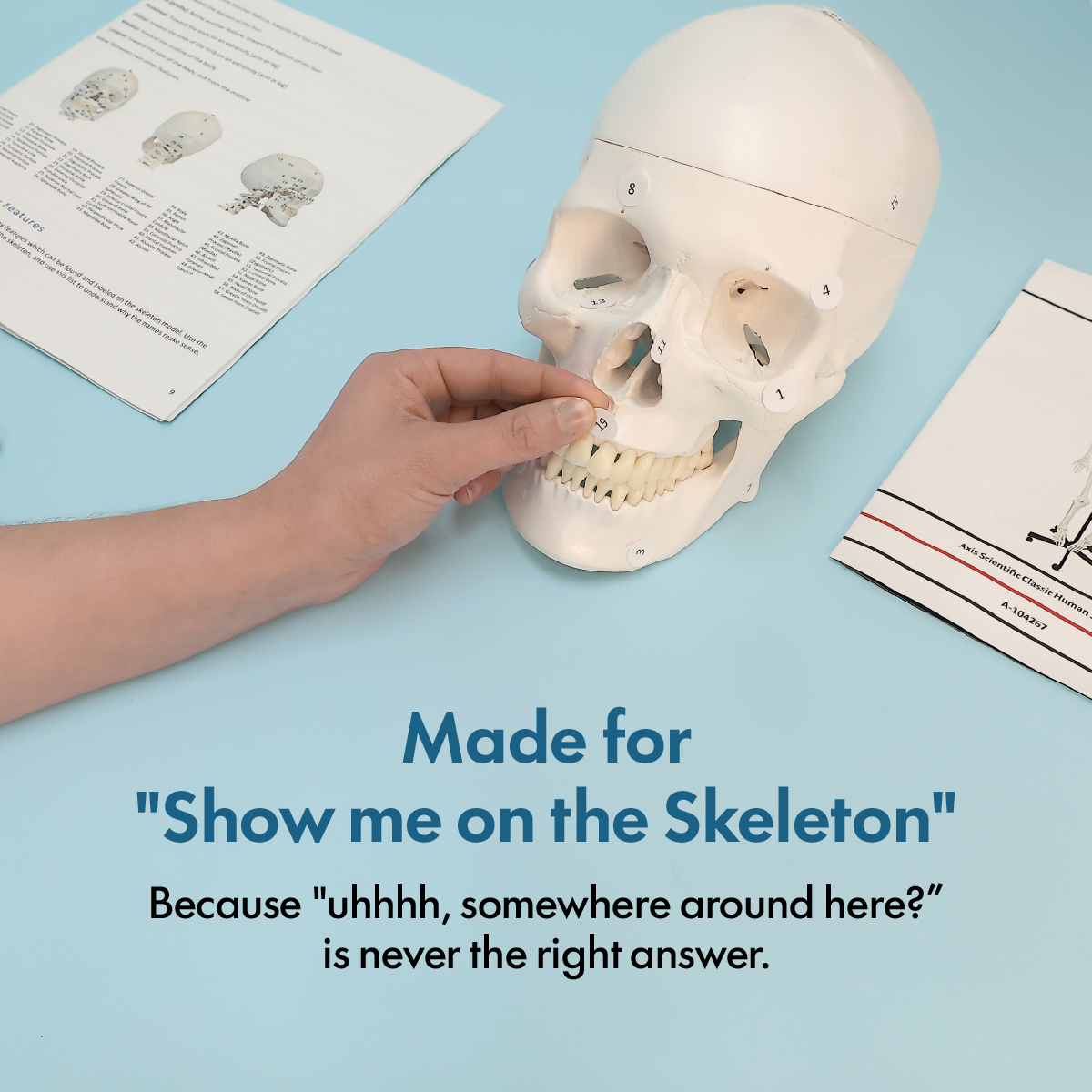 Axis Scientific Classic Human Skeleton with Study and Numbering Guide Model