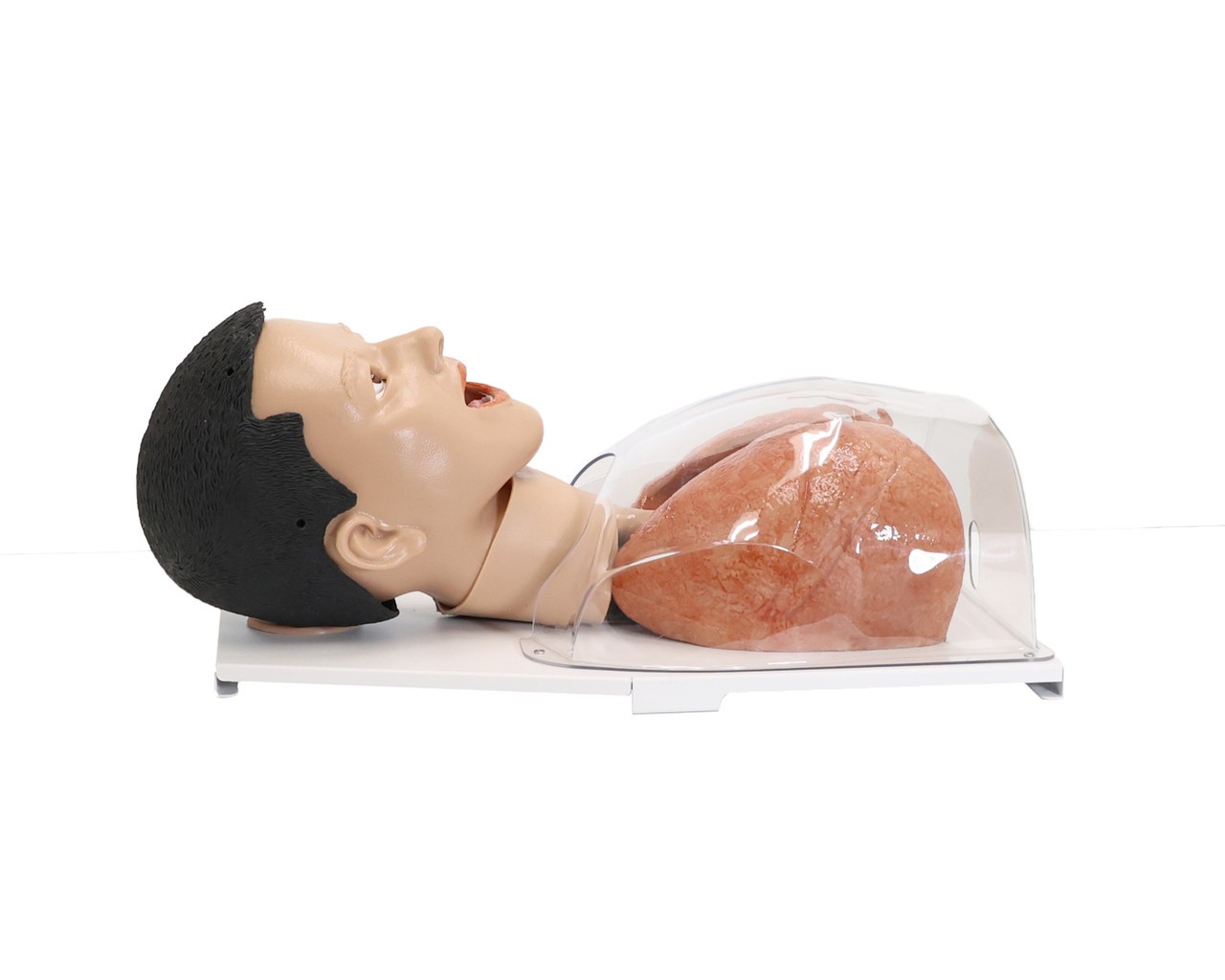 Anatomy Lab Simulated Bronchoscopy Model - Overview