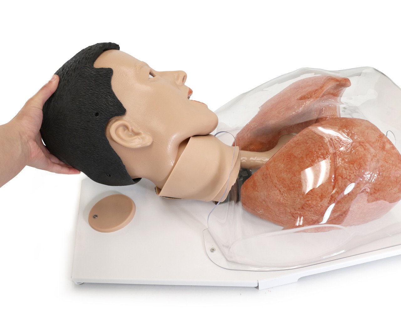 Anatomy Lab Simulated Bronchoscopy Model - Overview