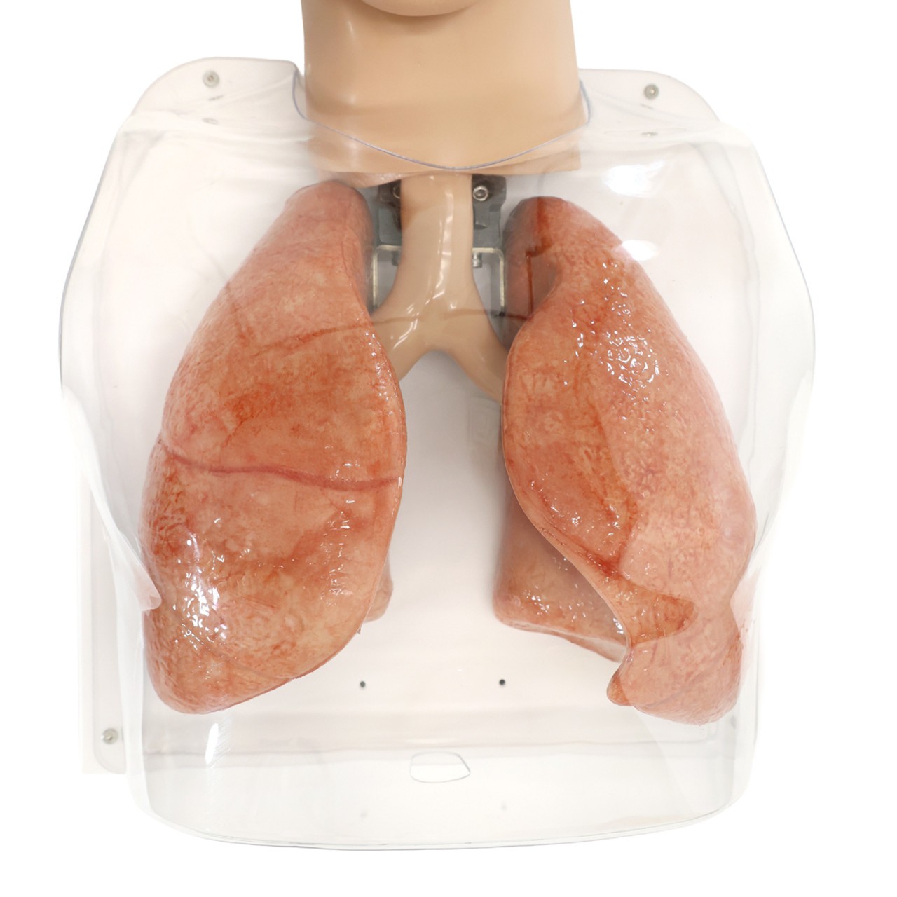 Anatomy Lab Simulated Bronchoscopy Model - Overview