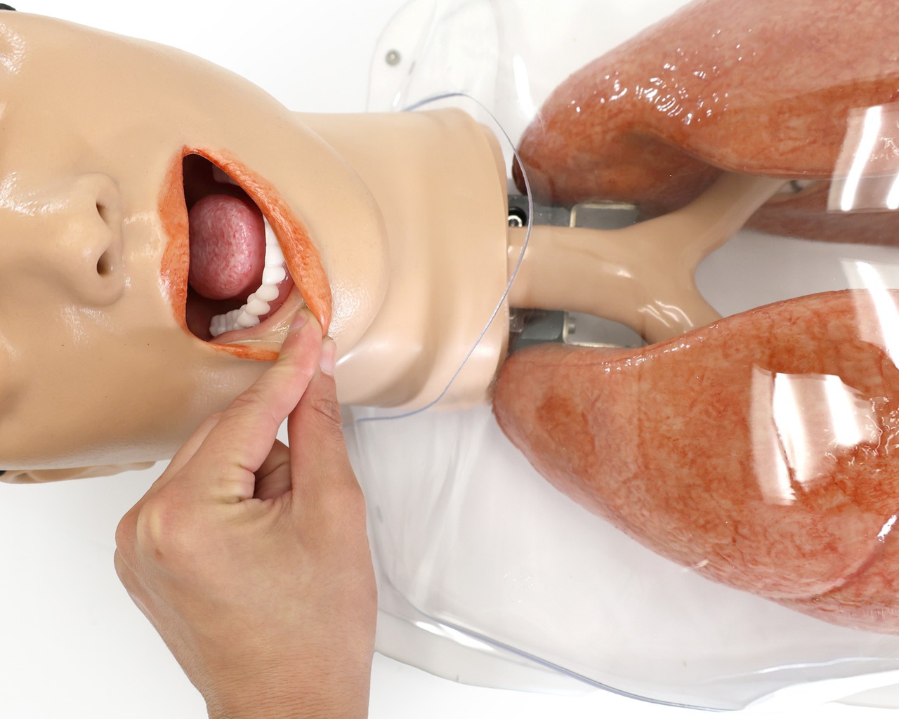 Anatomy Lab Simulated Bronchoscopy Model - Overview