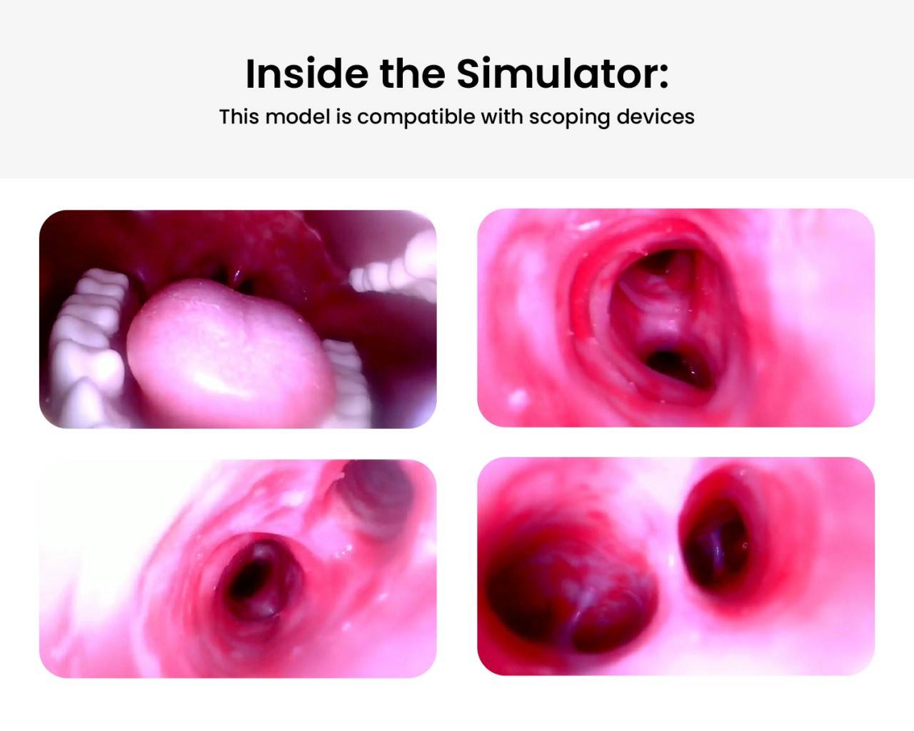Anatomy Lab Simulated Bronchoscopy Model - Overview