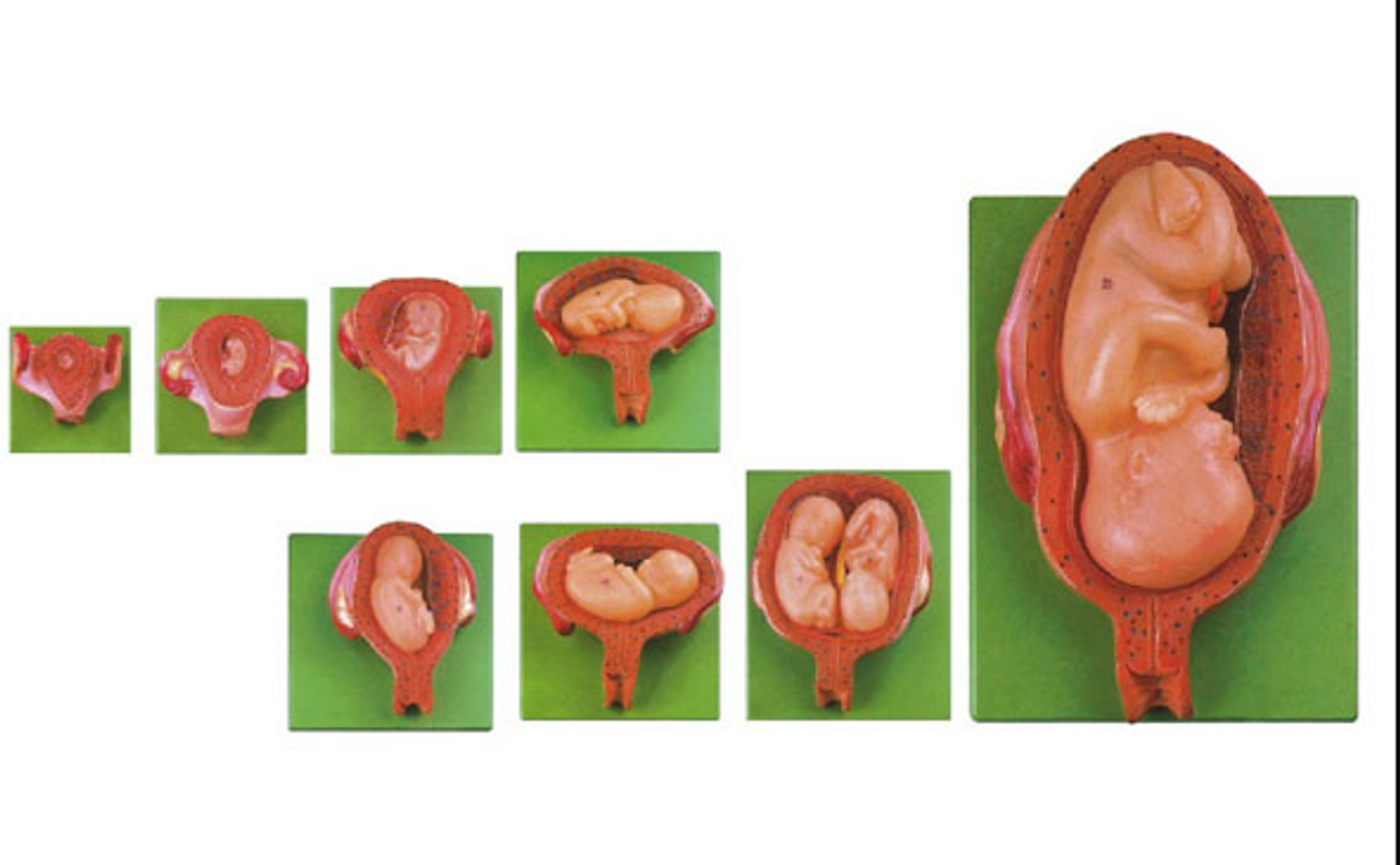 Anatomy Lab Pregnancy Stages Set, 8 Models - Overview