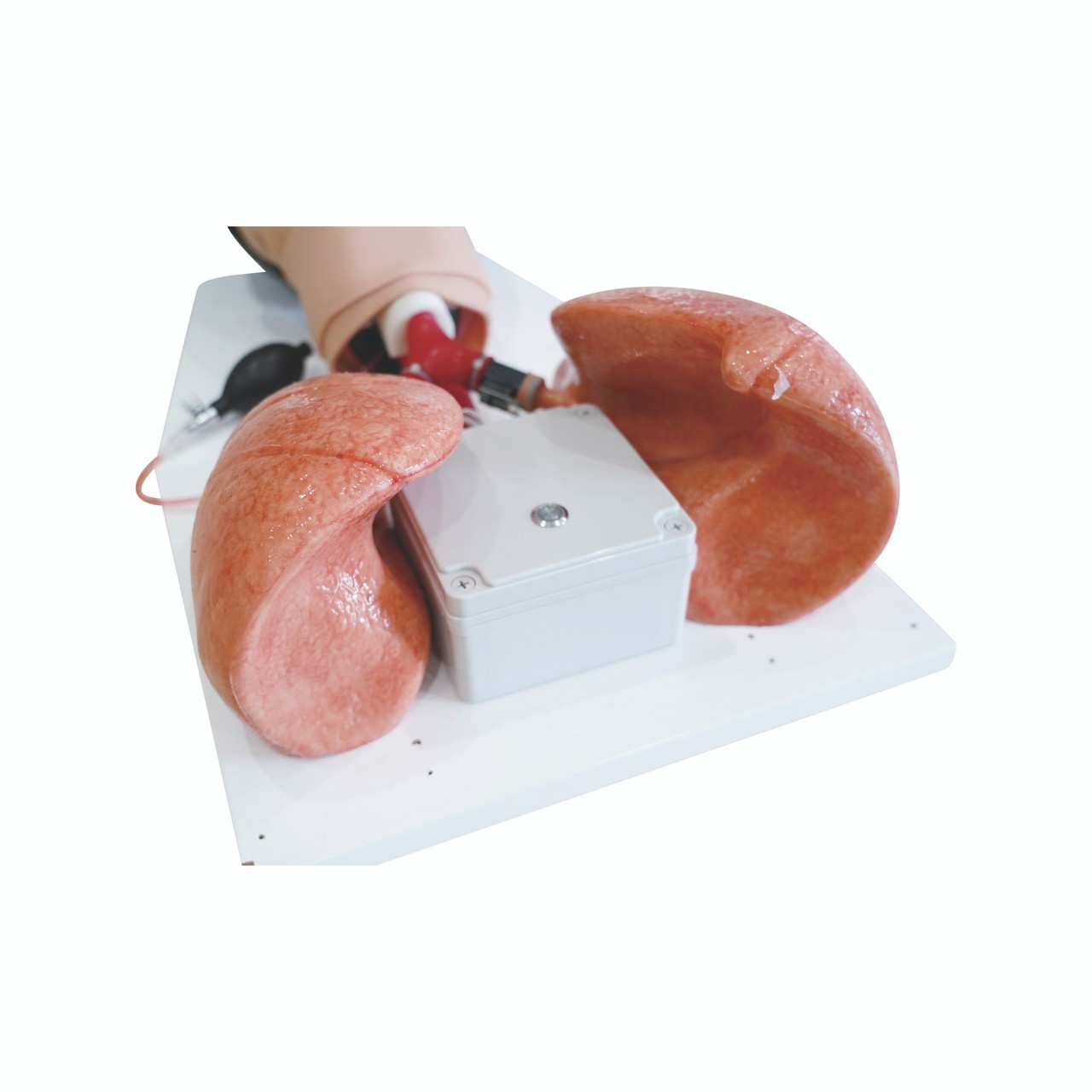 Anatomy Lab Comprehensive Airway Management Model - Bottom View