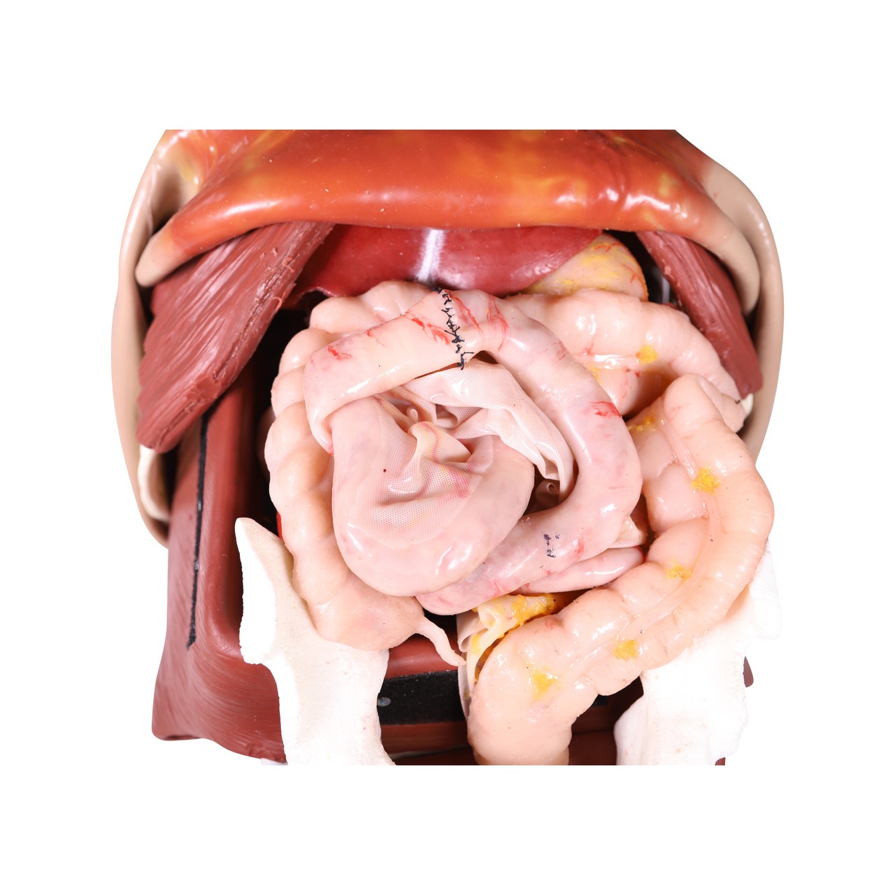 Anatomy Lab Wearable Thoracoabdominal Surgical Operation Suit - Small intestine