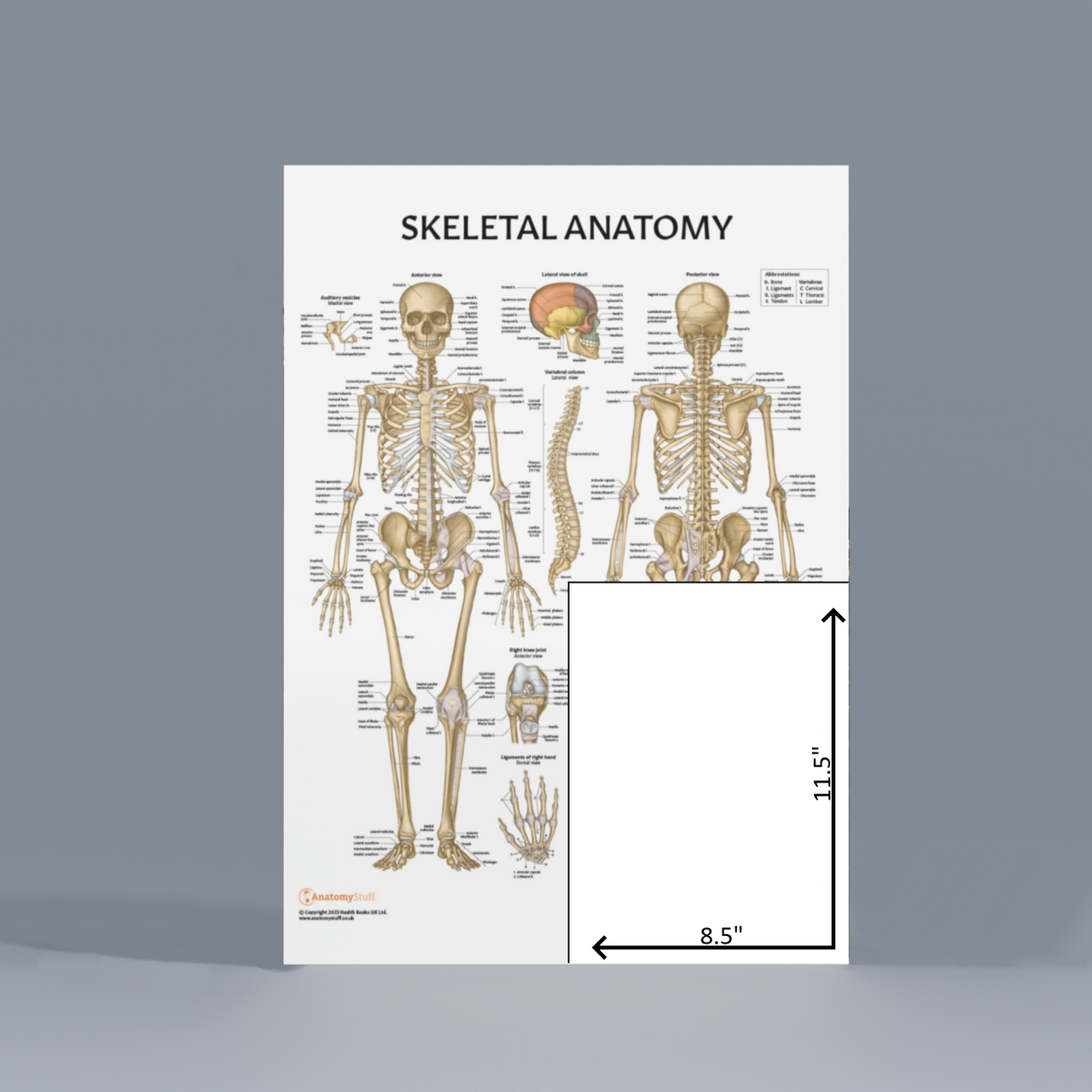 Anatomy Lab Skeletal System Poster with dimensions.