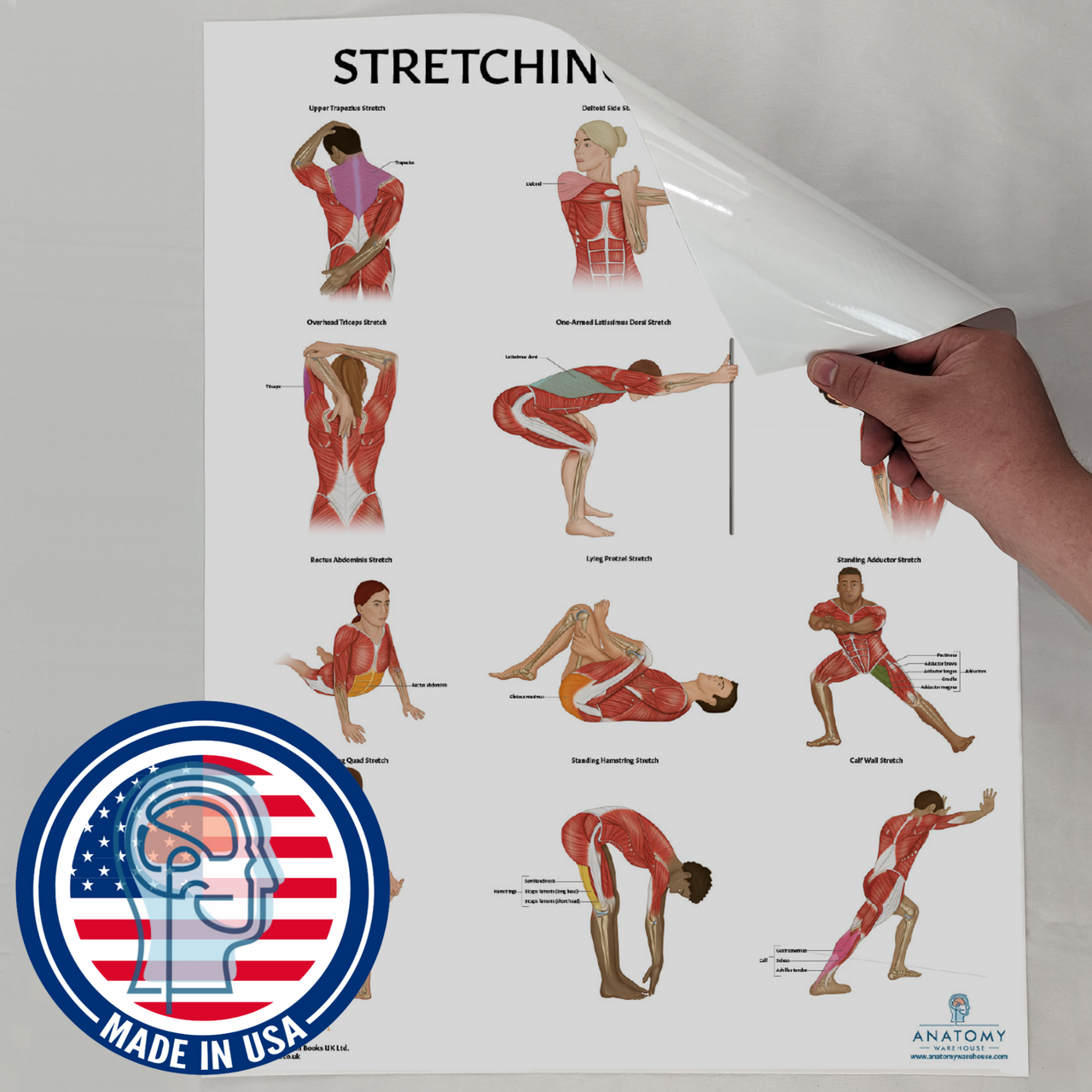 Anatomy Lab Stretching Laminated Poster