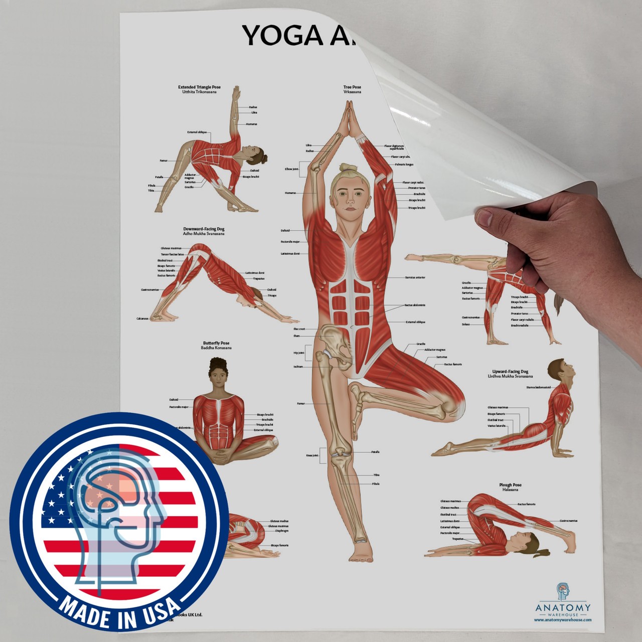 Anatomy Lab Yoga Laminated Poster