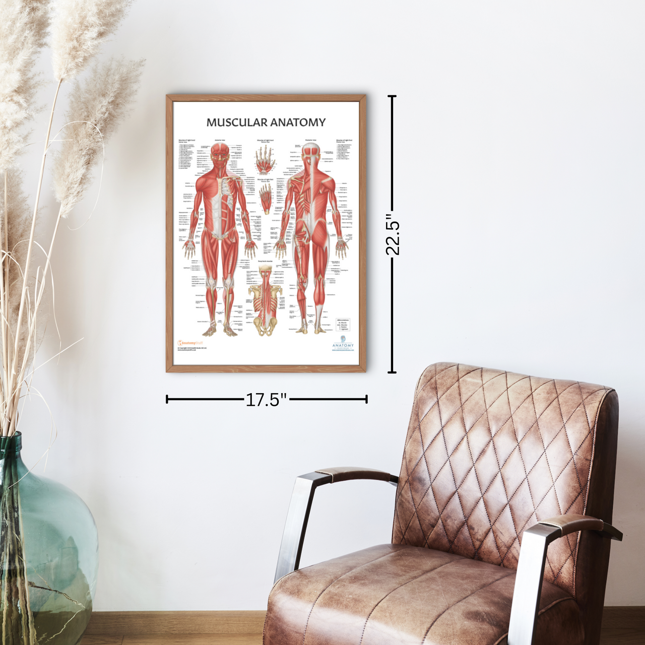 The Anatomy Lab Yoga, Pilates, and Stretching Fitness Laminated Poster Set