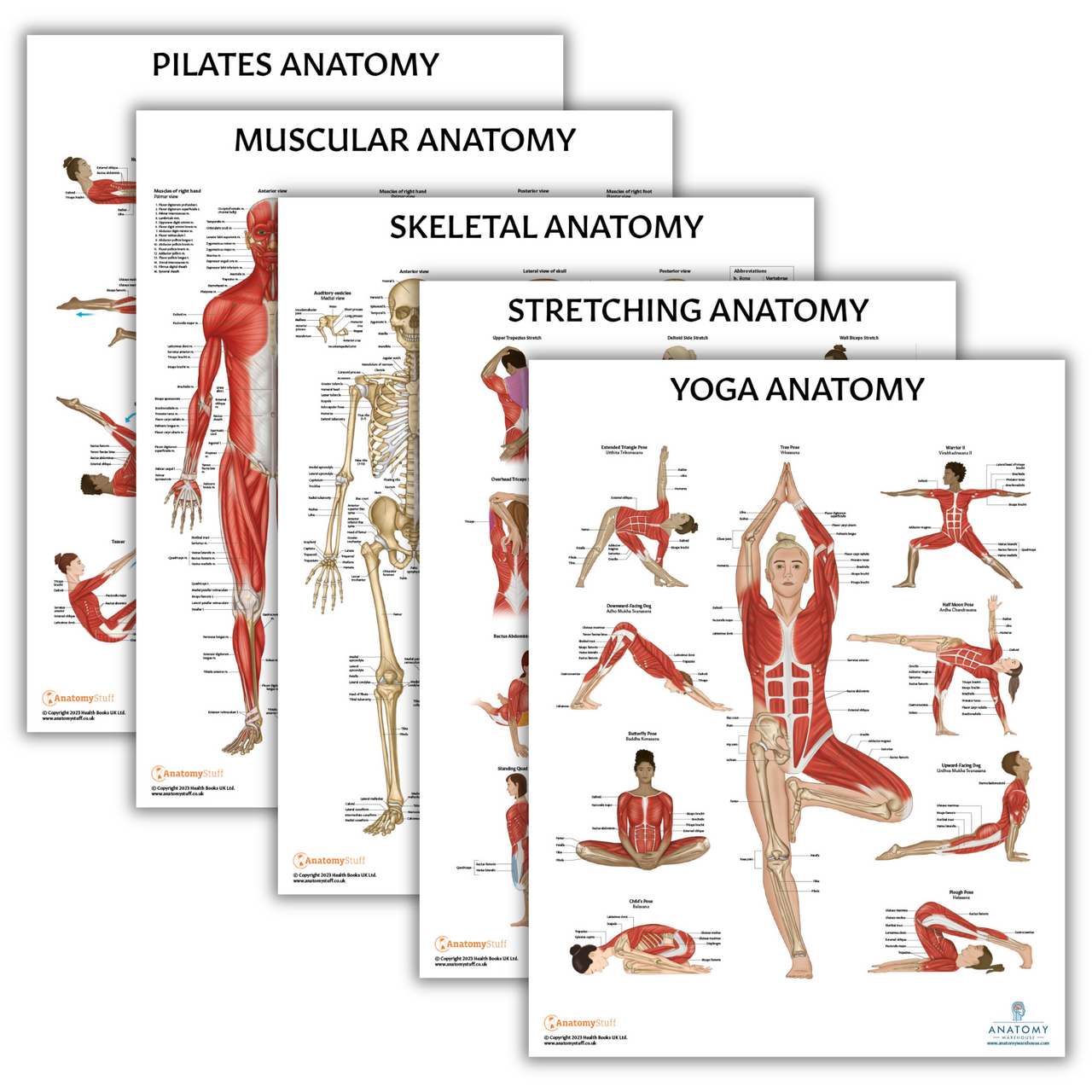 The Anatomy Lab Human Skeletal and Muscular Systems with Yoga, Pilates, and Stretching Fitness Poster Set