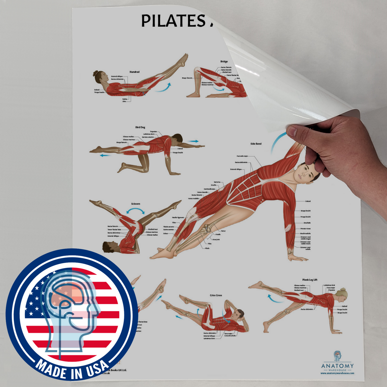 The Anatomy Lab Human Skeletal and Muscular Systems with Yoga, Pilates, and Stretching Fitness Poster Set