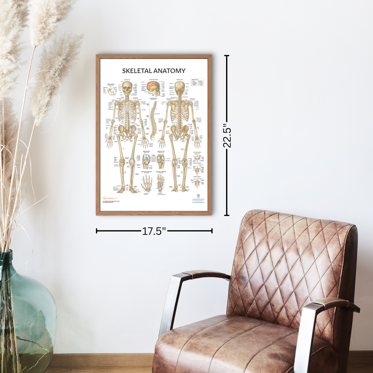 The Anatomy Lab Human Skeletal and Muscular Systems with Yoga, Pilates, and Stretching Fitness Poster Set