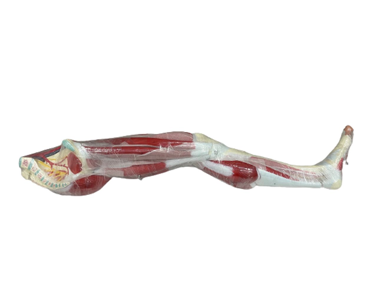 Full view of muscled leg
