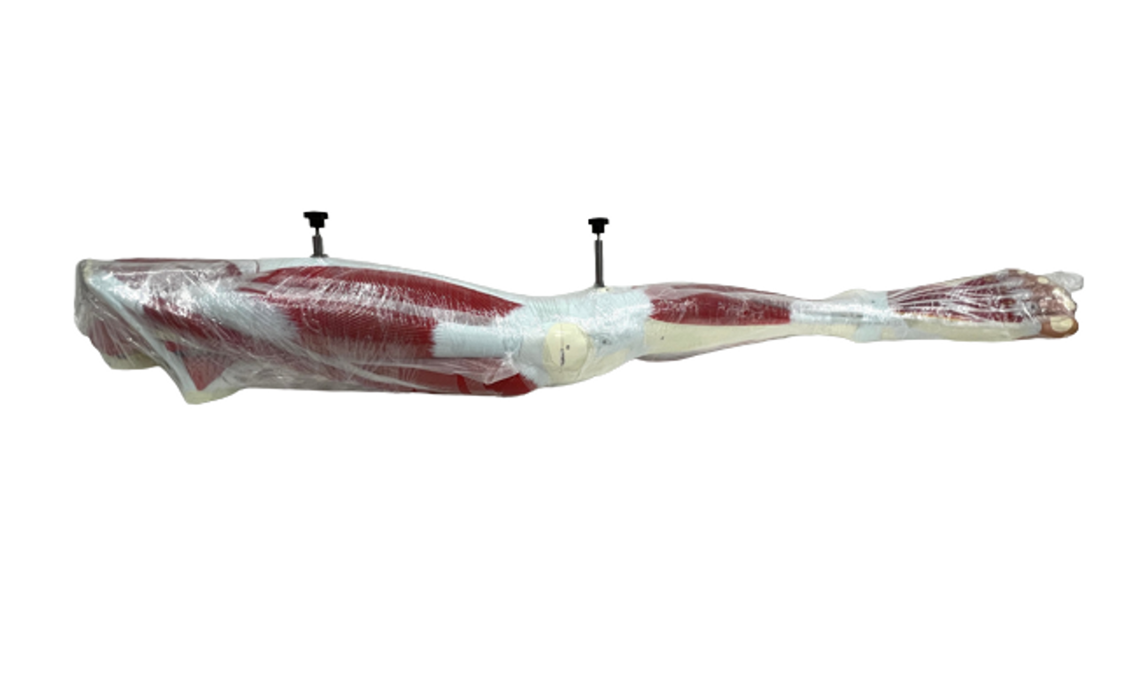 Full view of the muscled leg