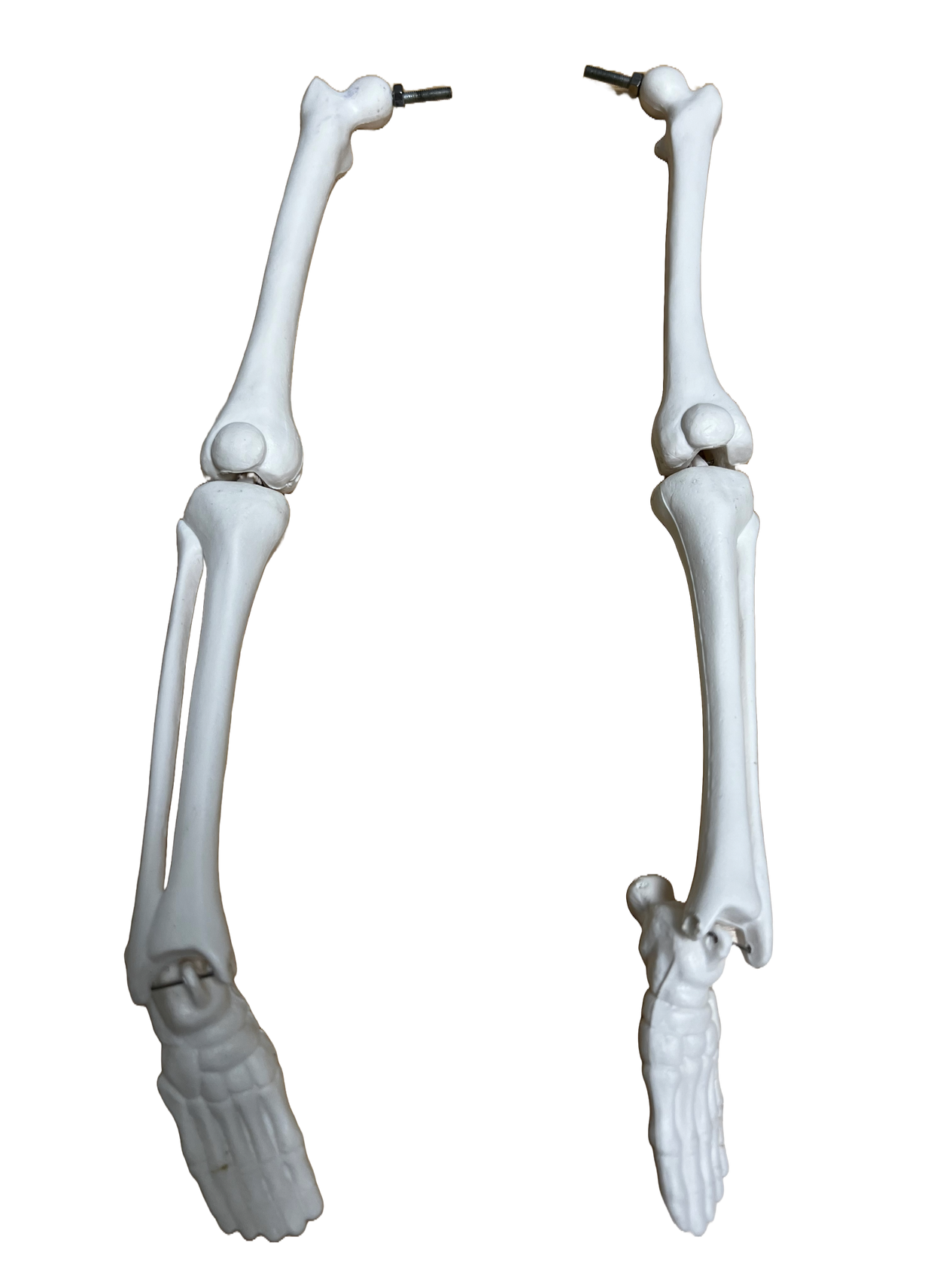 Legs