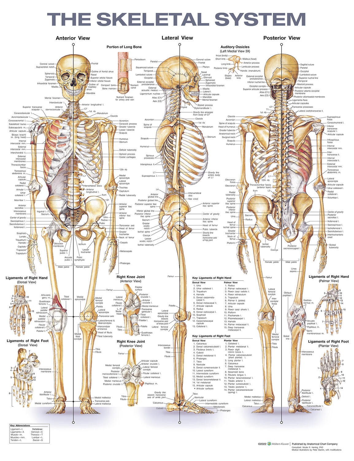 Skeletal System Anatomical Chart