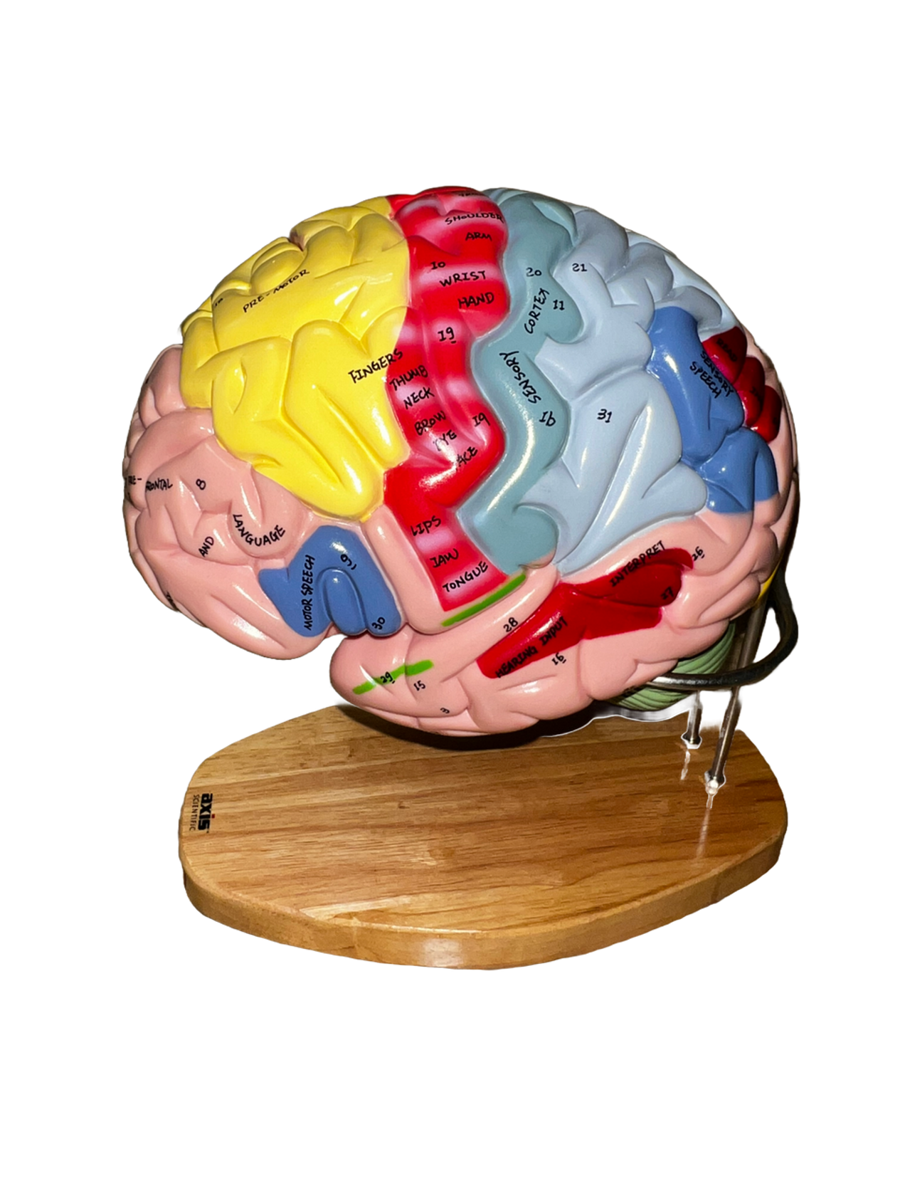 Outer view of brain
