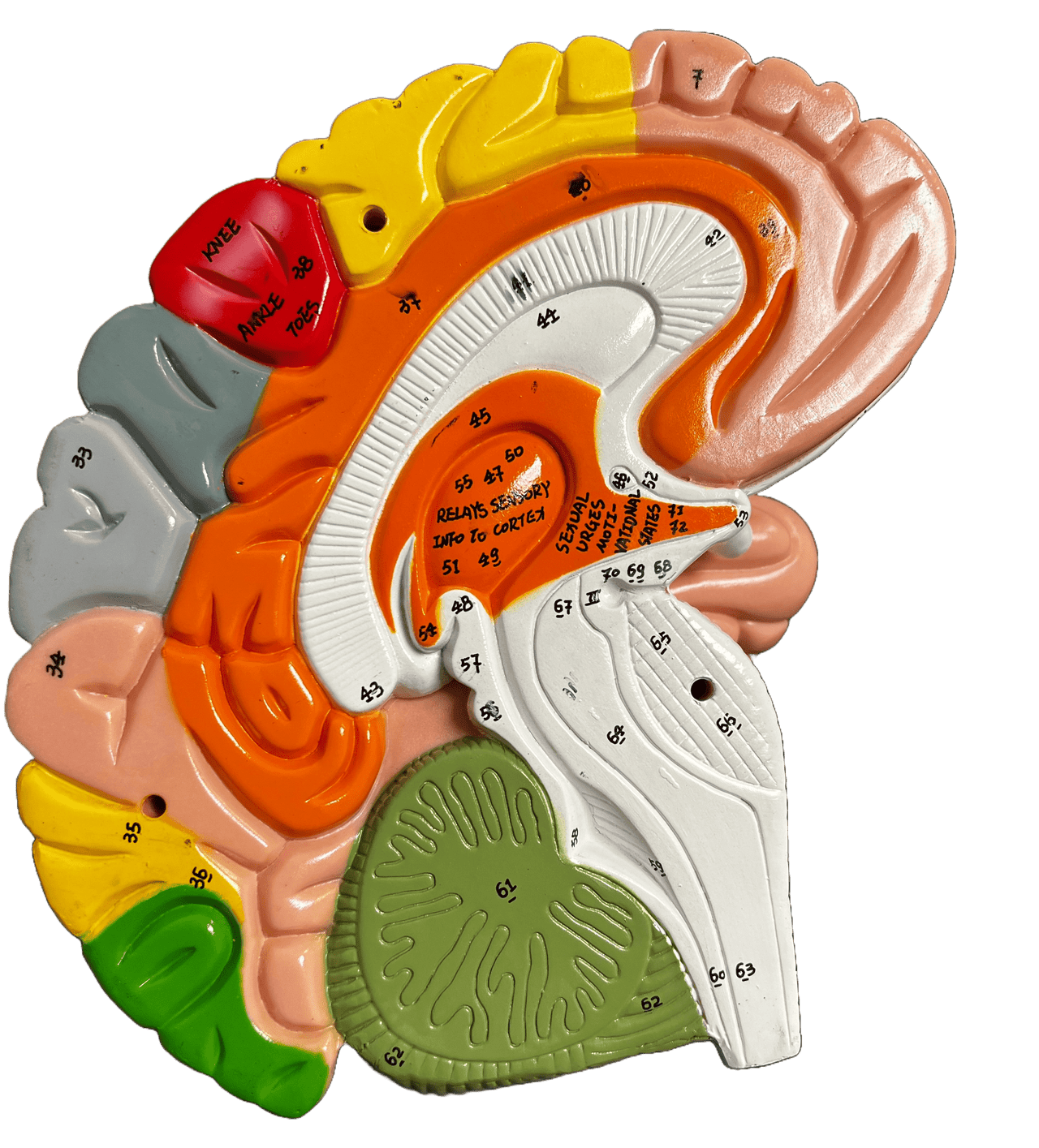 Inner view of brain