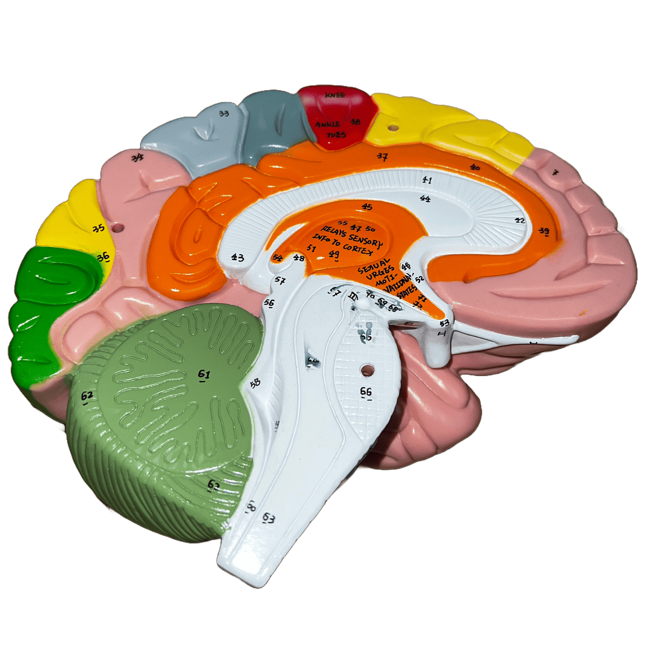 Axis Scientific 1.5 Times Life-Size Deluxe 4-Part Brain-Used - Sold As-Is