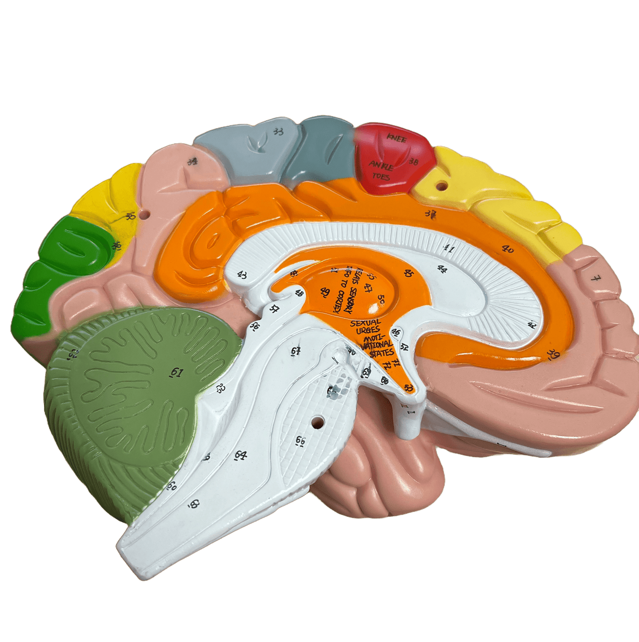 Axis Scientific 1.5 Times Life-Size Deluxe 4-Part Brain-Used-Sold As-Is
