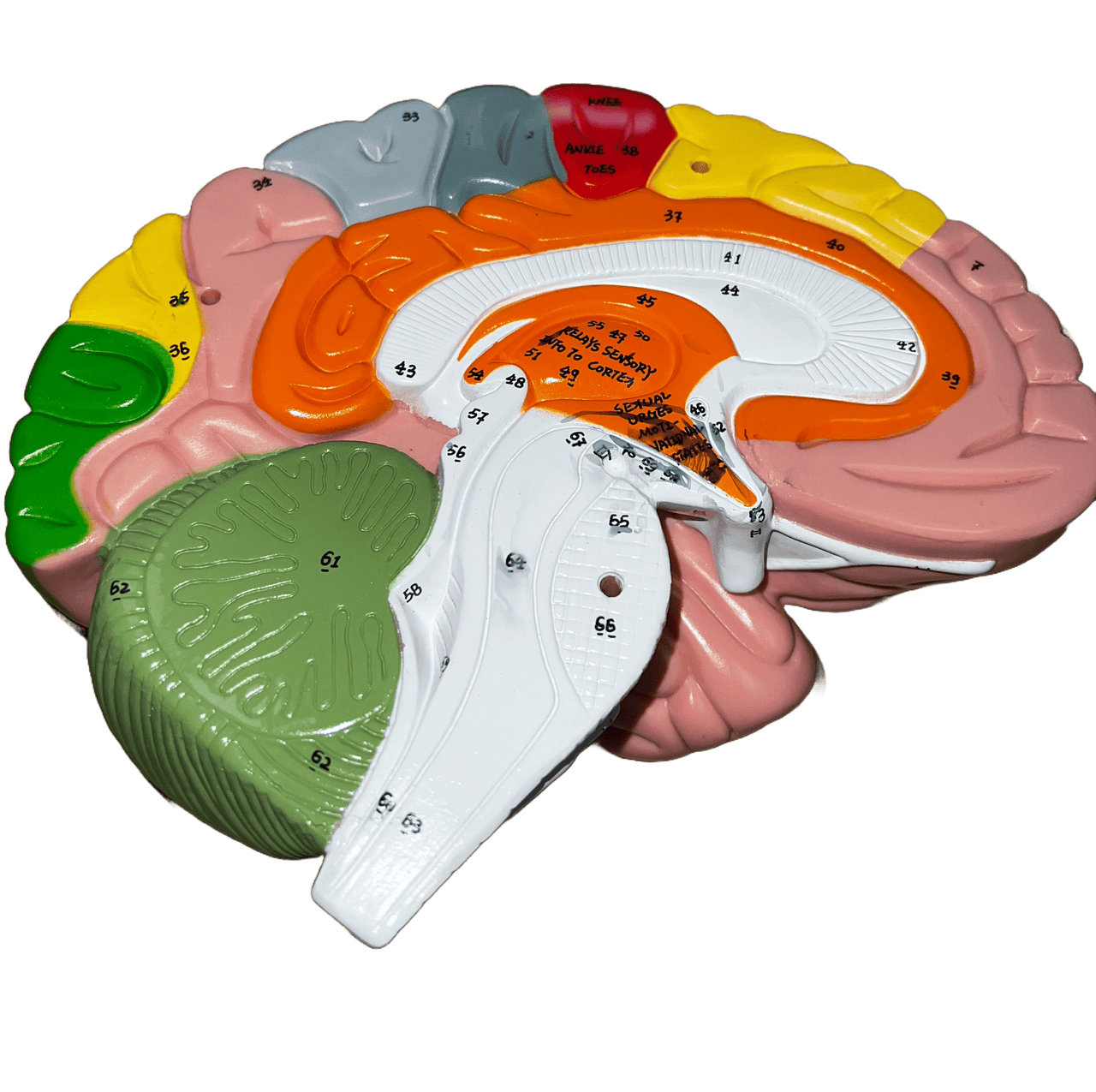 Axis Scientific 1.5 Times Life-Size Deluxe 4-Part Brain-Used-Sold As Is