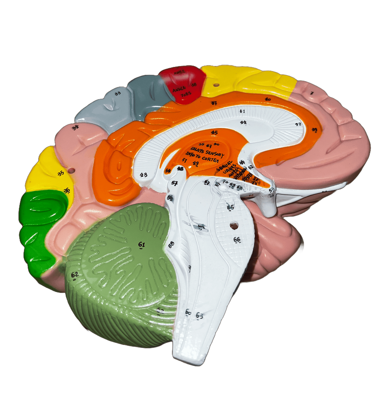 Axis Scientific 1.5 Times Life-Size Deluxe 4-Part Brain-Used- Sold As Is