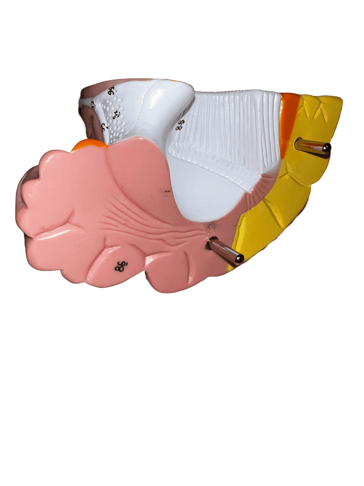 Axis Scientific 1.5 Times Life-Size Deluxe 4-Part Brain-Used - Sold As Is