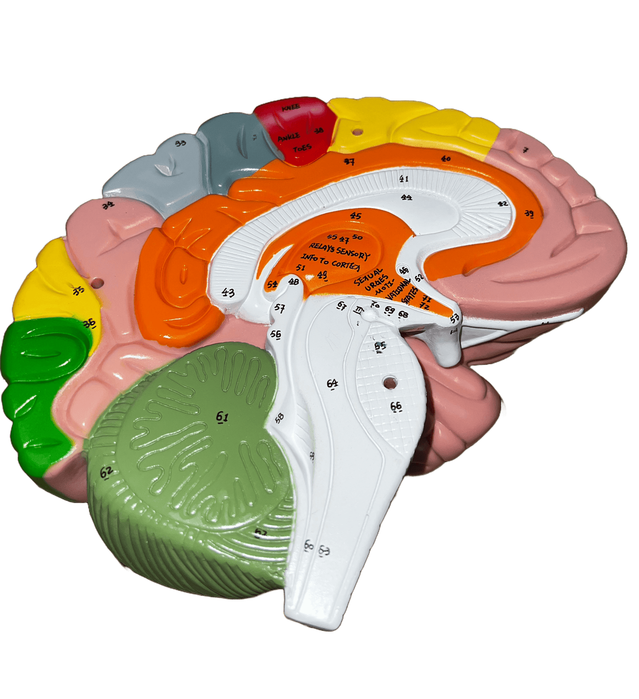 Axis Scientific 1.5 Times Life-Size Deluxe 4-Part Brain-Used - Sold As Is