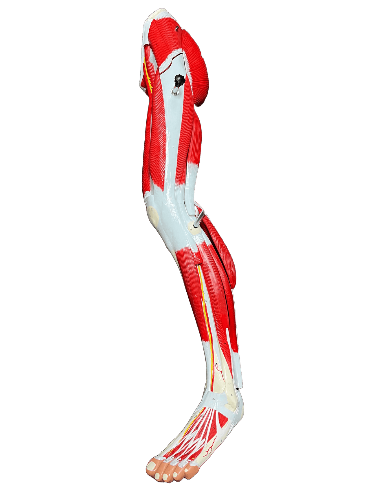 Full view