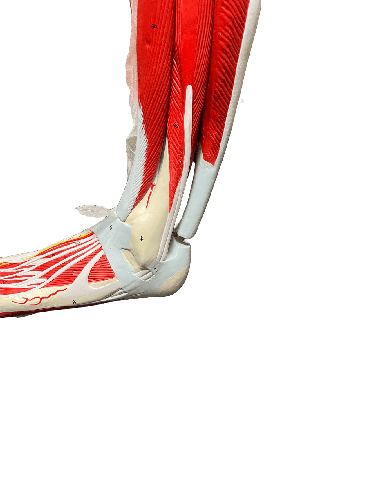 Axis Scientific Premium Life-Size Human Leg Musculature - Used, Sold As -Is