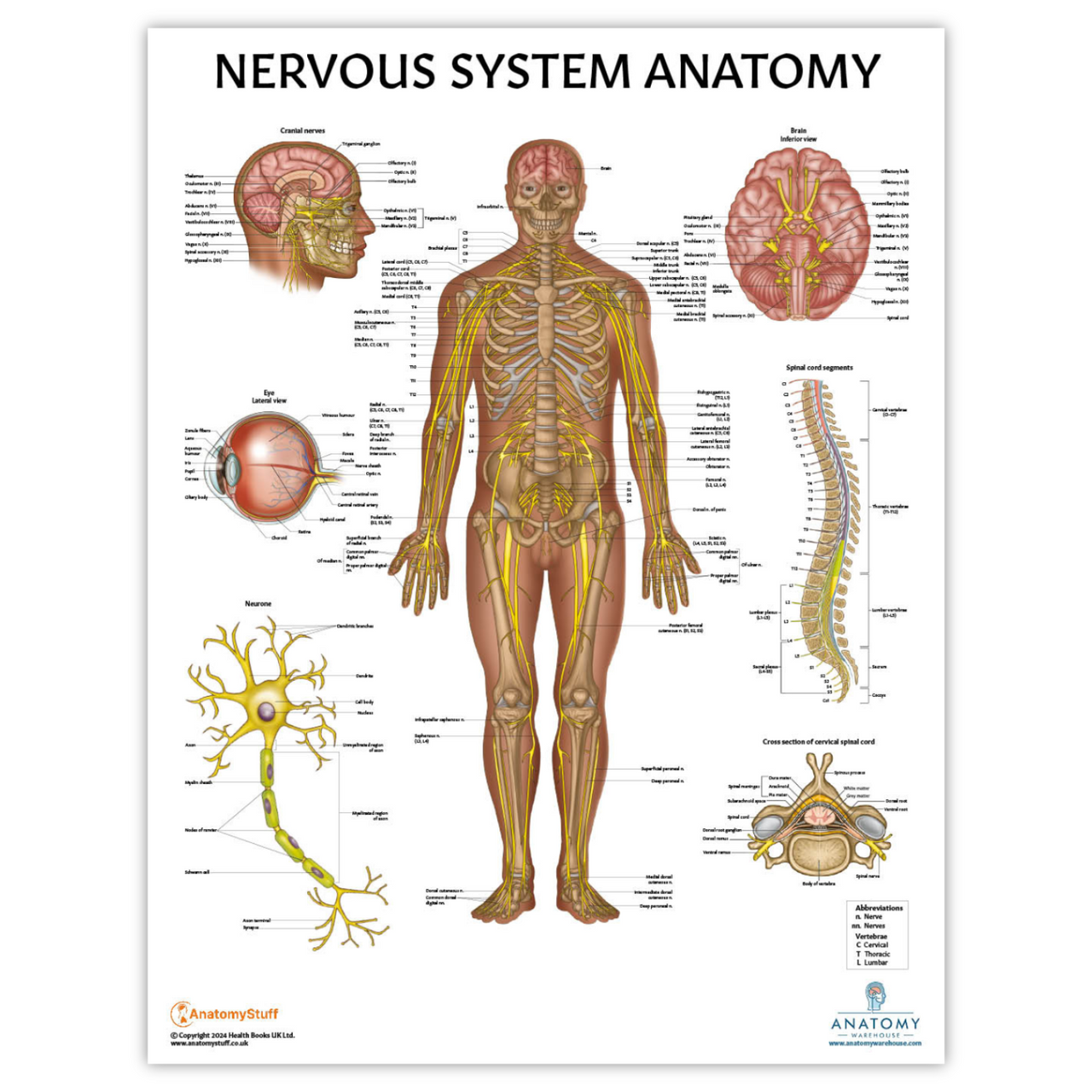 The Anatomy Lab Nervous System Laminated Poster
