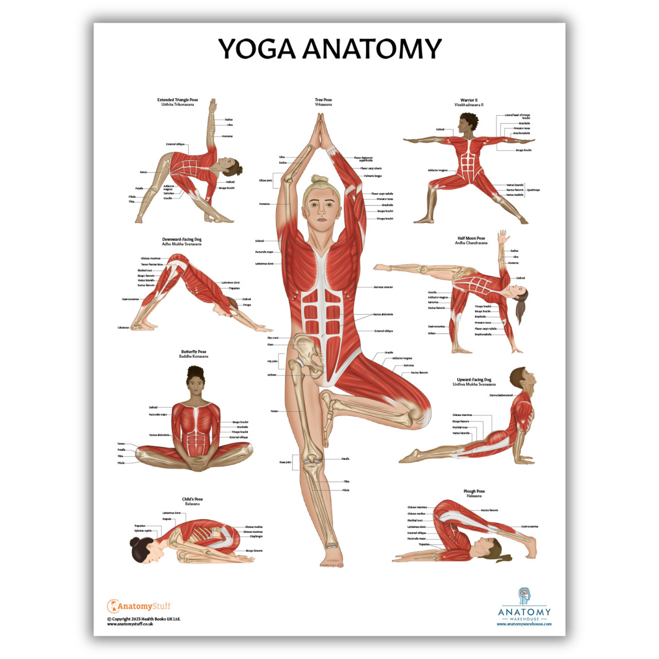 The Anatomy Lab Skeletal and Muscular System with Yoga Fitness Laminated Poster Set