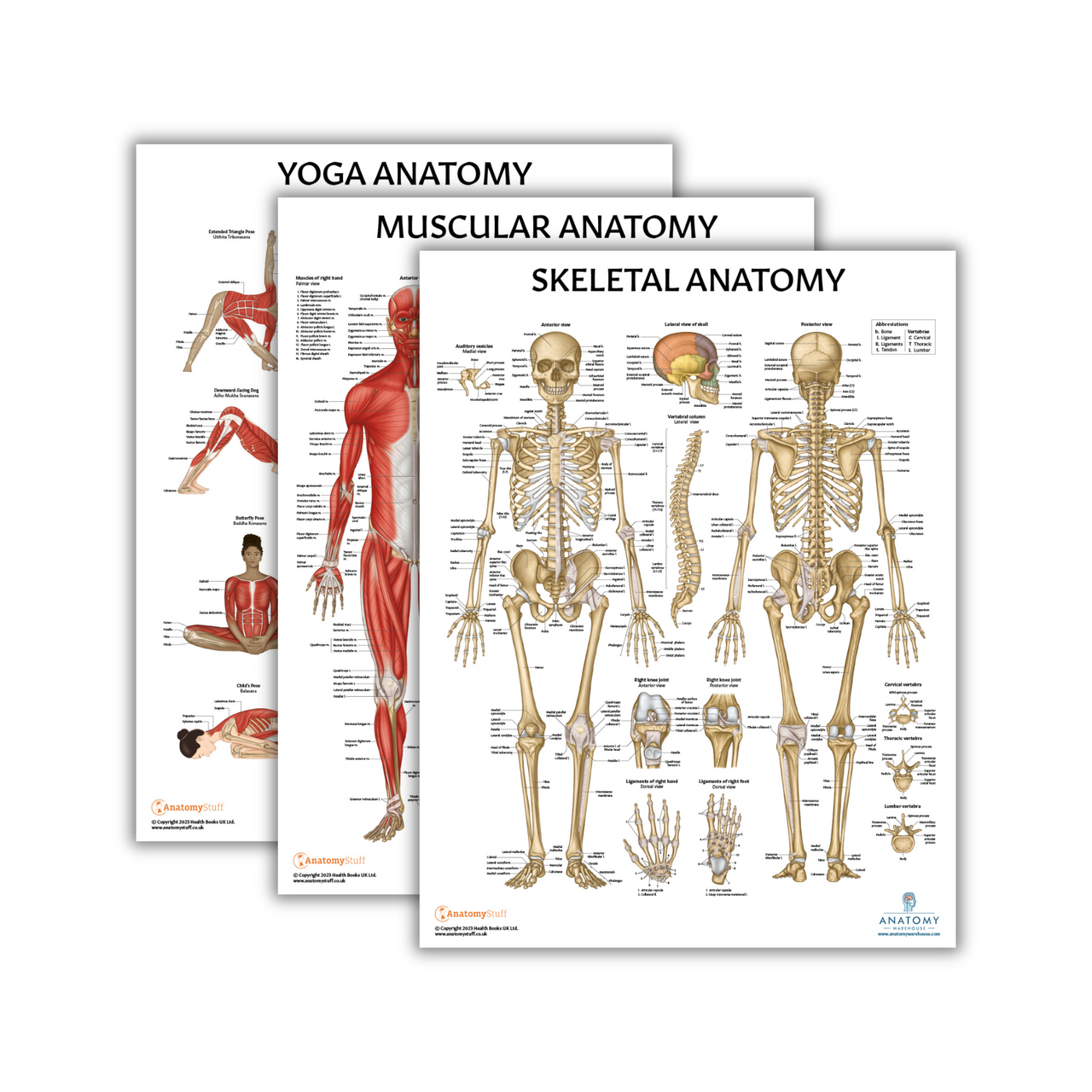 The Anatomy Lab Skeletal and Muscular System with Yoga Fitness Laminated Poster Set