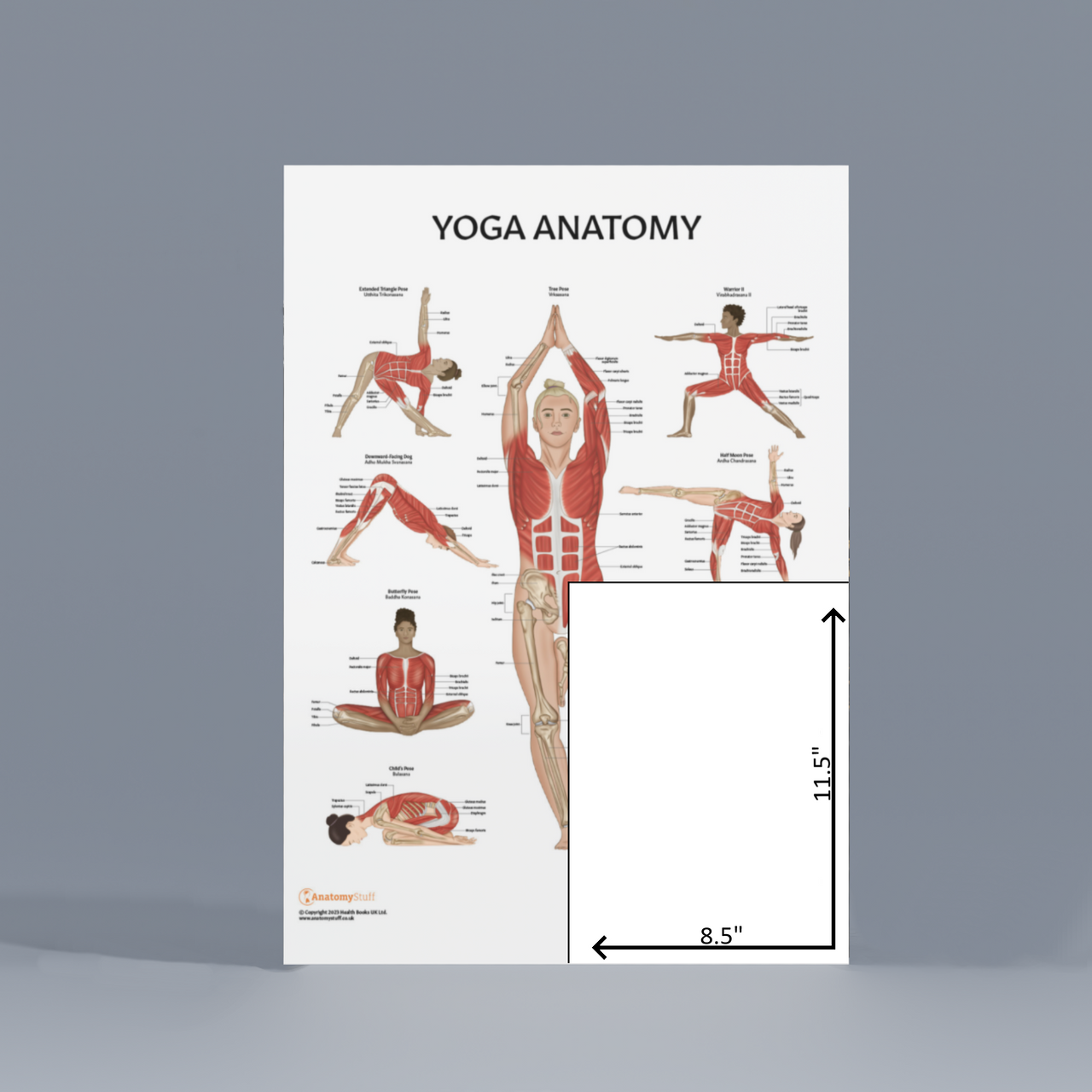 The Anatomy Lab Skeletal and Muscular System with Yoga Fitness Laminated Poster Set