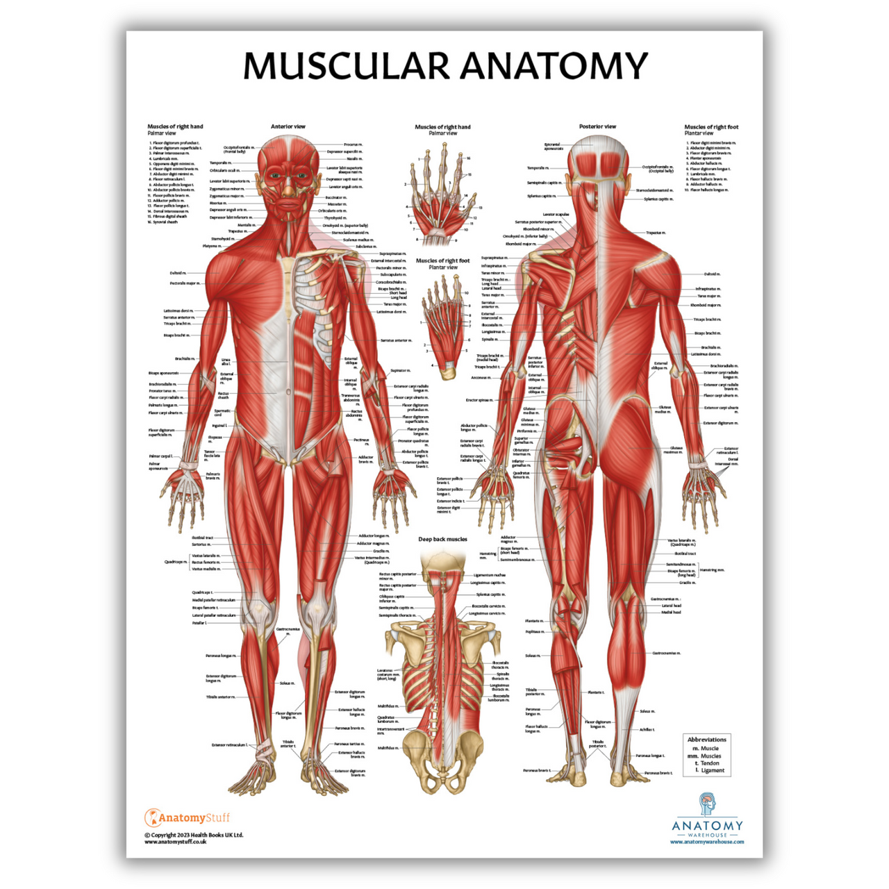 The Anatomy Lab Skeletal and Muscular System with Yoga Fitness Laminated Poster Set