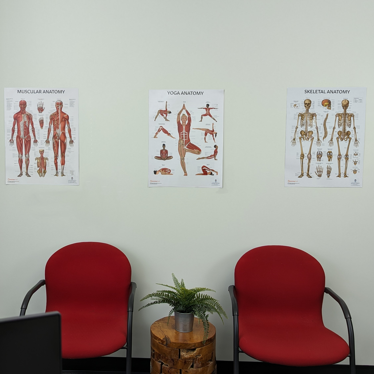 The Anatomy Lab Skeletal and Muscular System with Yoga Fitness Laminated Poster Set